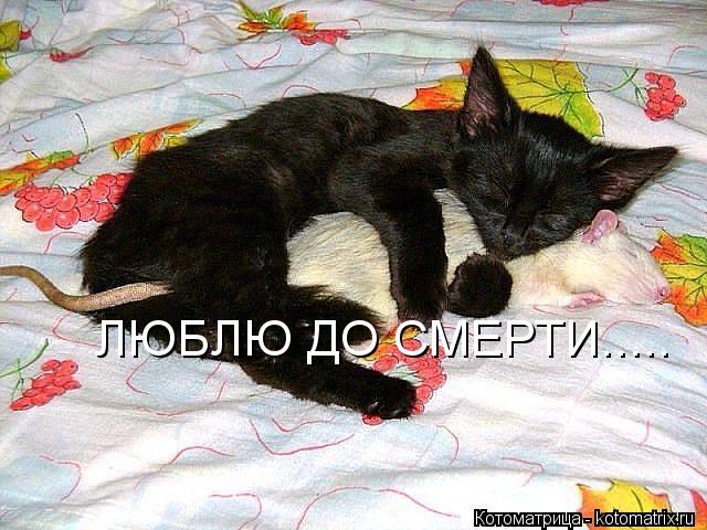 ЛЮБЛЮ ДО СМЕРТИ........ Котоматрица: ЛЮБЛЮ ДО СМЕРТИ.....