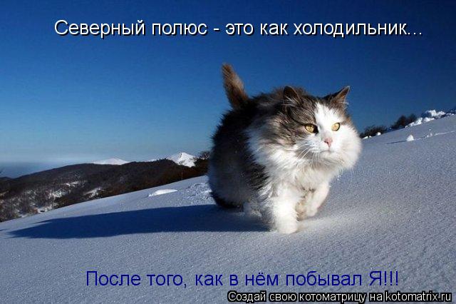 Северный полюс - это как холодильник... После того, как в нём побывал Я!!!... Котоматрица: Северный полюс - это как холодильник... После того, как в нём побывал Я!!!