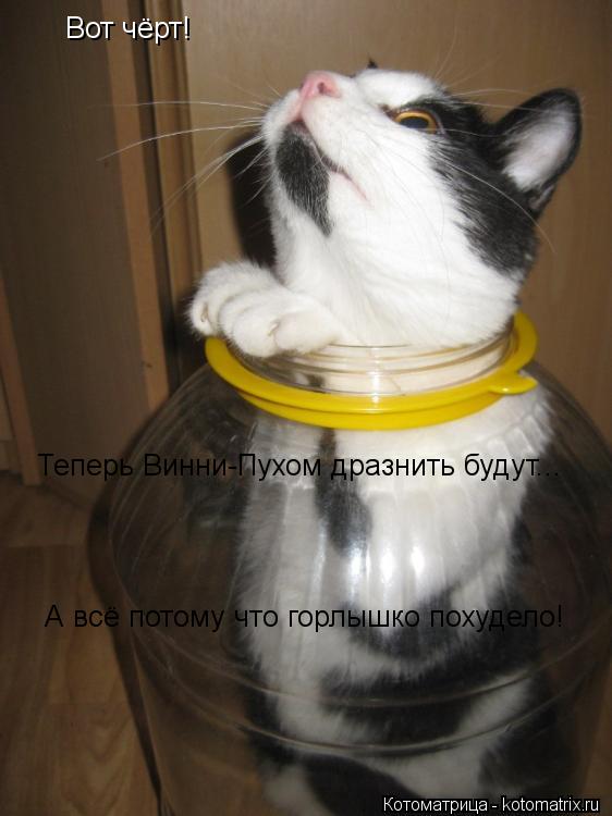 Вот чёрт! Теперь Винни-Пухом дразнить будут... А всё потому что горлышко похудело!... Котоматрица: Вот чёрт! Теперь Винни-Пухом дразнить будут... А всё потому что горлышко похудело!