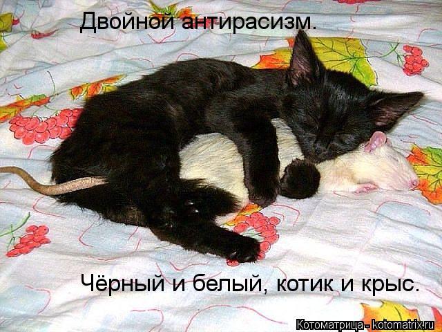 Двойной антирасизм. Чёрный и белый, котик и крыс.... Котоматрица: Двойной антирасизм. Чёрный и белый, котик и крыс.