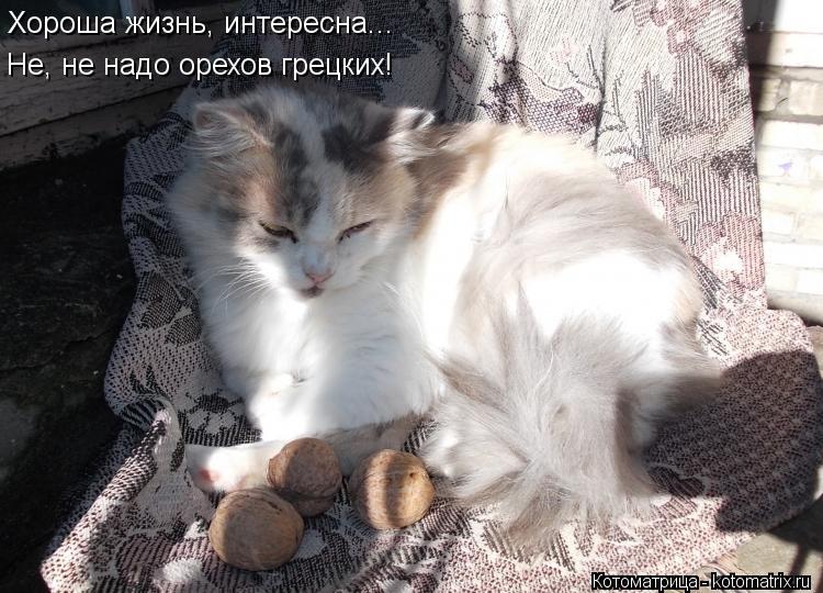 Хороша жизнь, интересна... Не, не надо орехов грецких!... Котоматрица: Хороша жизнь, интересна... Не, не надо орехов грецких!