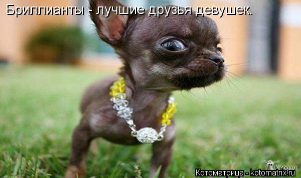 Бриллианты - лучшие друзья девушек.... Котоматрица: Бриллианты - лучшие друзья девушек.