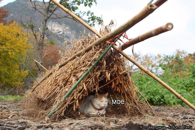 моё... Котоматрица: моё