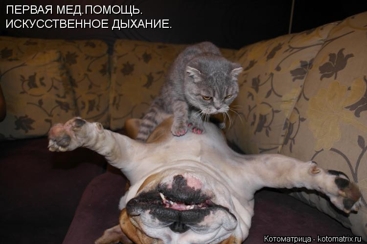 ПЕРВАЯ МЕД.ПОМОЩЬ. ИСКУССТВЕННОЕ ДЫХАНИЕ.... Котоматрица: ПЕРВАЯ МЕД.ПОМОЩЬ. ИСКУССТВЕННОЕ ДЫХАНИЕ.