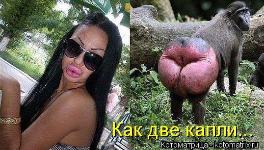 Как две капли...... Котоматрица: Как две капли...