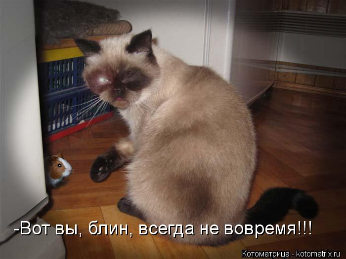 -Вот вы, блин, всегда не вовремя!!!... Котоматрица: -Вот вы, блин, всегда не вовремя!!!