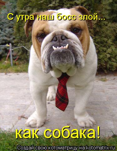 С утра наш босс злой... как собака!... Котоматрица: С утра наш босс злой... как собака!