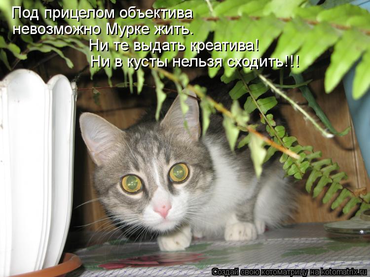 Под прицелом объектива Ни те выдать креатива! Ни в кусты нельзя сходить!!! невозможно Мурке жить.... Котоматрица: Под прицелом объектива Ни те выдать креатива! Ни в кусты нельзя сходить!!! невозможно Мурке жить.