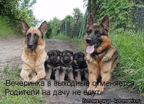 -Вечеринка в выходные отменяется... Родители на дачу не едут...... Котоматрица: -Вечеринка в выходные отменяется... Родители на дачу не едут...
