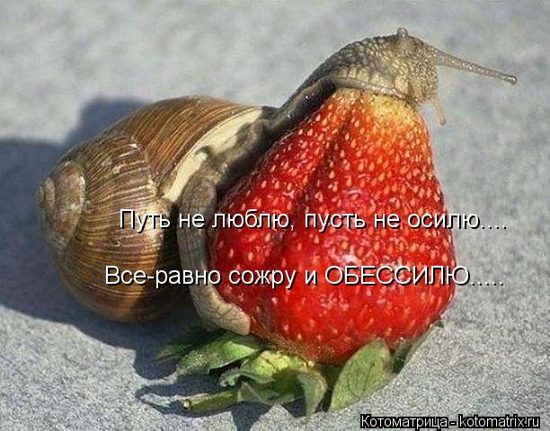 Путь не люблю, пусть не осилю.... Все-равно сожру и ОБЕССИЛЮ........ Котоматрица: Путь не люблю, пусть не осилю.... Все-равно сожру и ОБЕССИЛЮ.....