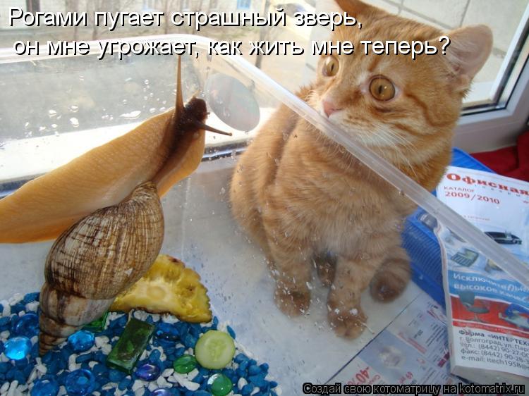 Рогами пугает страшный зверь, он мне угрожает, как жить мне теперь?... Котоматрица: Рогами пугает страшный зверь, он мне угрожает, как жить мне теперь?