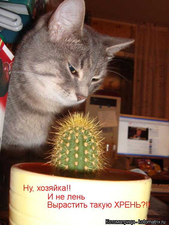 Ну, хозяйка!! И не лень Вырастить такую ХРЕНЬ?!!... Котоматрица: Ну, хозяйка!! И не лень Вырастить такую ХРЕНЬ?!!