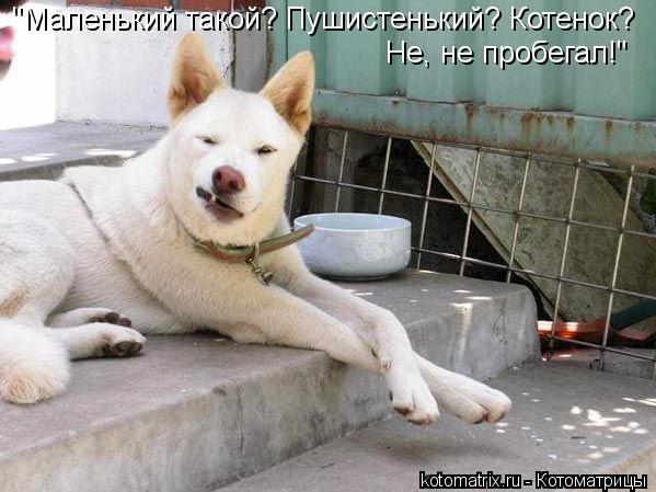 "Маленький такой? Пушистенький? Котенок? Не, не пробегал!"... Котоматрица: "Маленький такой? Пушистенький? Котенок? Не, не пробегал!"