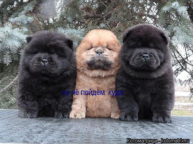 Котоматрица: ну чё пойдём  куда