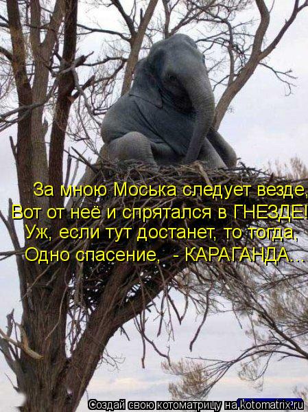 За мною Моська следует везде, Вот от неё и спрятался в ГНЕЗДЕ! Одно спасение, - КАРАГАНДА... Уж, есл... Котоматрица: За мною Моська следует везде, Вот от неё и спрятался в ГНЕЗДЕ! Одно спасение, - КАРАГАНДА... Уж, если тут достанет, то тогда,