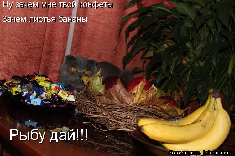 Ну зачем мне твой конфеты Зачем листья бананы Рыбу дай!!!... Котоматрица: Ну зачем мне твой конфеты Зачем листья бананы Рыбу дай!!!