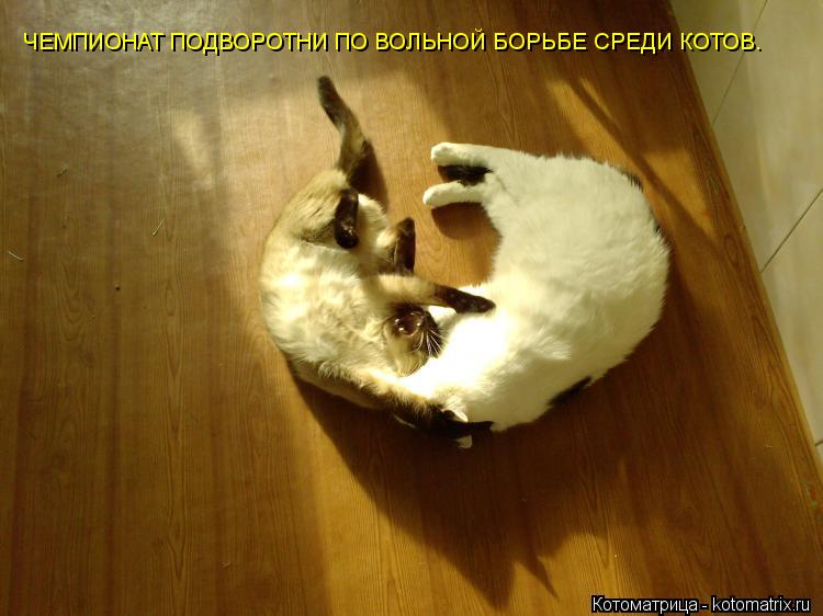 ЧЕМПИОНАТ ПОДВОРОТНИ ПО ВОЛЬНОЙ БОРЬБЕ СРЕДИ КОТОВ.... Котоматрица: ЧЕМПИОНАТ ПОДВОРОТНИ ПО ВОЛЬНОЙ БОРЬБЕ СРЕДИ КОТОВ.