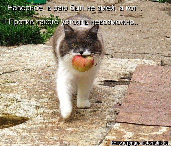 Наверное, в раю был не змей, а кот. .. Против такого устоять невозможно...... Котоматрица: Наверное, в раю был не змей, а кот. .. Против такого устоять невозможно...