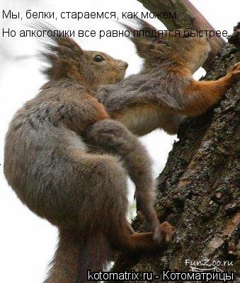 Но алкоголики все равно плодятся быстрее... Мы, белки, стараемся, как можем,... Котоматрица: Но алкоголики все равно плодятся быстрее... Мы, белки, стараемся, как можем,