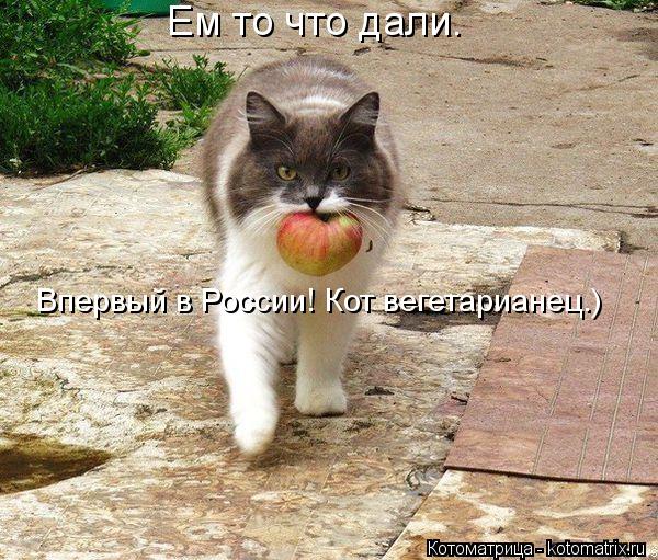 Ем то что дали. Впервый в России! Кот вегетарианец.)... Котоматрица: Ем то что дали. Впервый в России! Кот вегетарианец.)