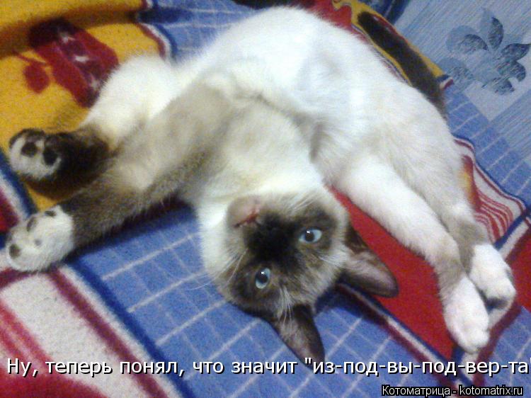 Ну, теперь понял, что значит "из-под-вы-под-вер-та"...... Котоматрица: Ну, теперь понял, что значит "из-под-вы-под-вер-та"...