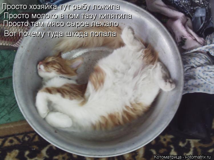 Просто хозяйка тут рыбу ложила Просто молоко в том тазу кипятила Просто там мясо сырое лежало Вот поч... Котоматрица: Просто хозяйка тут рыбу ложила Просто молоко в том тазу кипятила Просто там мясо сырое лежало Вот почему туда шкода попала