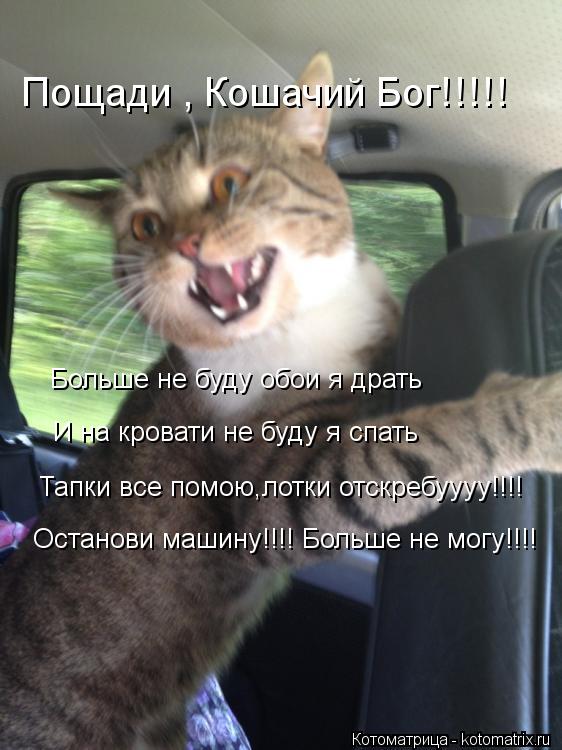 Больше не буду обои я драть И на кровати не буду я спать Тапки все помою,лотки отскребуууу!!!! Остано... Котоматрица: Больше не буду обои я драть И на кровати не буду я спать Тапки все помою,лотки отскребуууу!!!! Останови машину!!!! Больше не могу!!!! Пощади , Кош