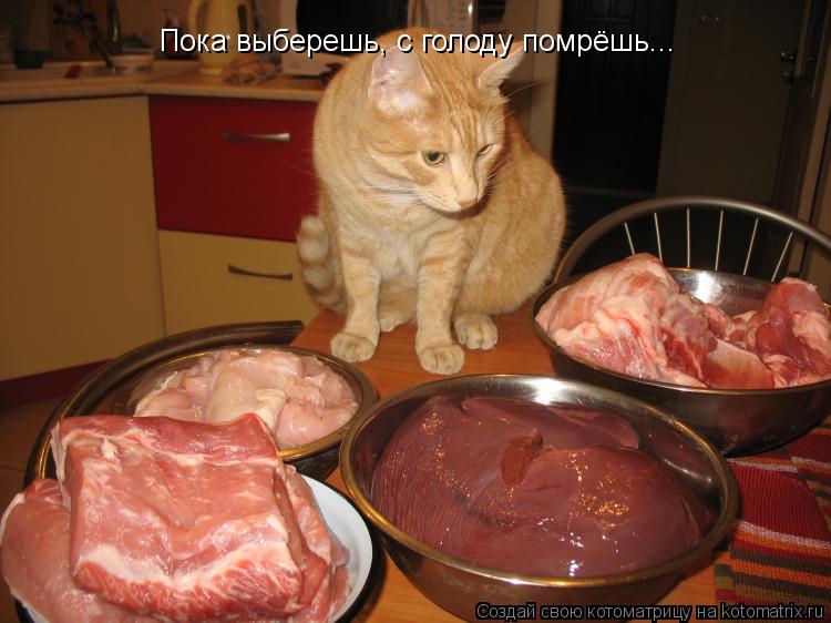 Пока выберешь, с голоду помрёшь...... Котоматрица: Пока выберешь, с голоду помрёшь...