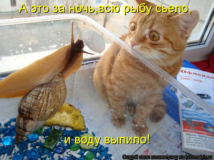 А это за ночь,всю рыбу сьело, и воду выпило!... Котоматрица: А это за ночь,всю рыбу сьело, и воду выпило!