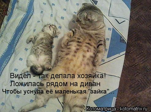 Видел - так делала хозяйка! Ложилась рядом на диван Чтобы уснула её маленькая "зайка"...... Котоматрица: Видел - так делала хозяйка! Ложилась рядом на диван Чтобы уснула её маленькая "зайка"...