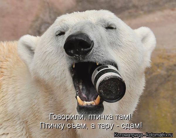 Говорили, птичка там! Птичку съем, а тару - сдам!... Котоматрица: Говорили, птичка там! Птичку съем, а тару - сдам!