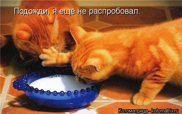 Подожди, я ещё не распробовал.... Котоматрица: Подожди, я ещё не распробовал.
