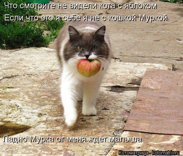 Что смотрите не видели кота с яблоком Если что это я себе я не с кошкой Муркой Ладно Мурка от меня ... Котоматрица: Что смотрите не видели кота с яблоком Если что это я себе я не с кошкой Муркой Ладно Мурка от меня ждет малыша