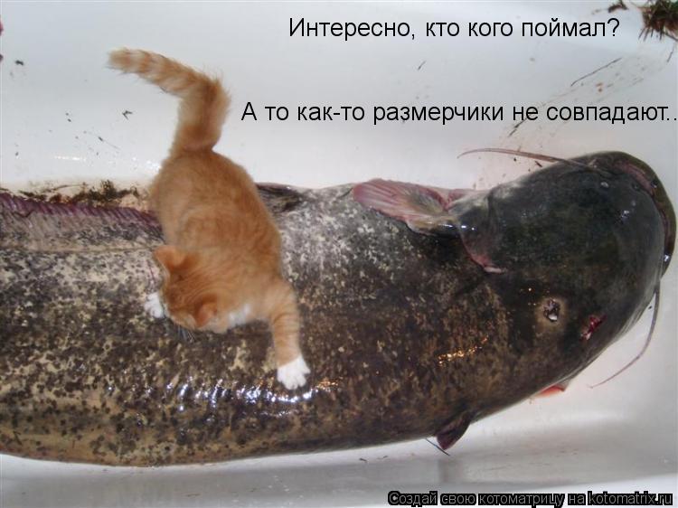 Интересно, кто кого поймал? А то как-то размерчики не совпадают...... Котоматрица: Интересно, кто кого поймал? А то как-то размерчики не совпадают...