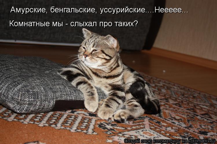 Амурские, бенгальские, уссурийские....Неееее... Комнатные мы - слыхал про таких?... Котоматрица: Амурские, бенгальские, уссурийские....Неееее... Комнатные мы - слыхал про таких?
