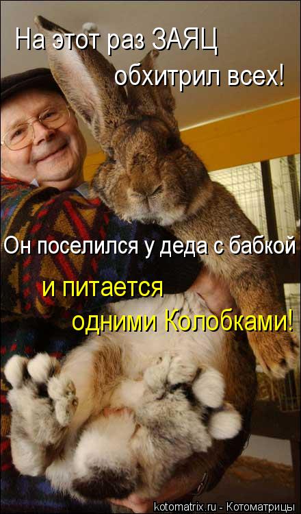 Он поселился у деда с бабкой На этот раз ЗАЯЦ обхитрил всех! одними Колобками! и питается... Котоматрица: Он поселился у деда с бабкой На этот раз ЗАЯЦ обхитрил всех! одними Колобками! и питается