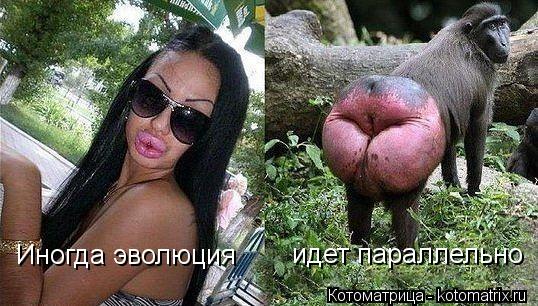 Иногда эволюция идет параллельно... Котоматрица: Иногда эволюция идет параллельно