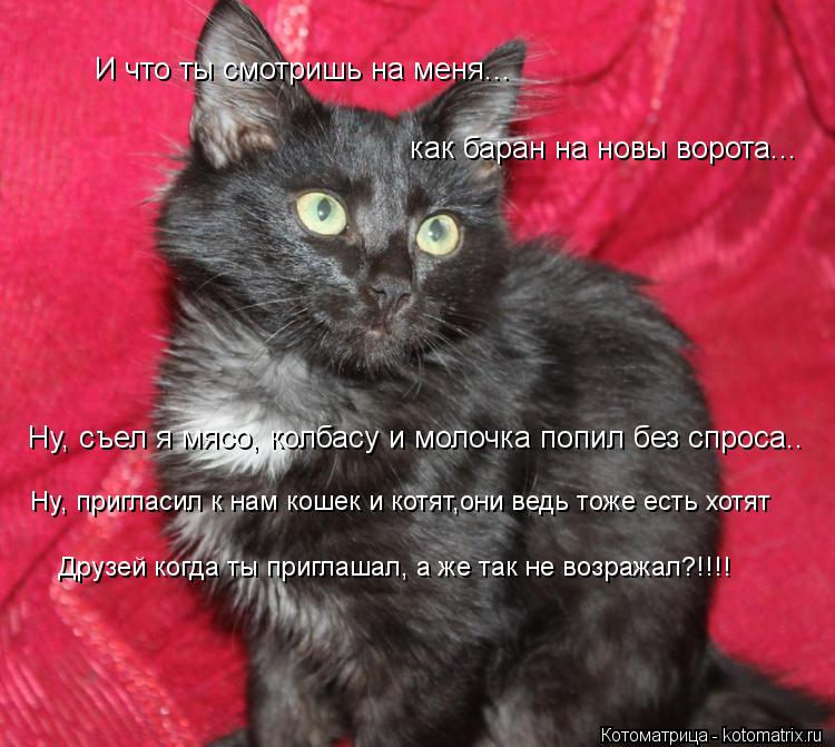 И что ты смотришь на меня... как баран на новы ворота... Ну, съел я мясо, колбасу и молочка попил без... Котоматрица: И что ты смотришь на меня... как баран на новы ворота... Ну, съел я мясо, колбасу и молочка попил без спроса.. Ну, пригласил к нам кошек и котят,он