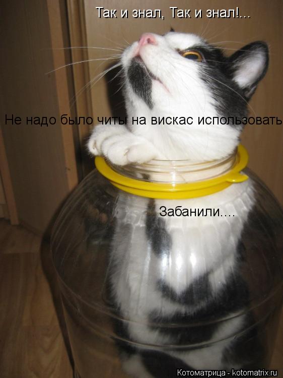 Так и знал, Так и знал!... Не надо было читы на вискас использовать! Забанили....... Котоматрица: Так и знал, Так и знал!... Не надо было читы на вискас использовать! Забанили....