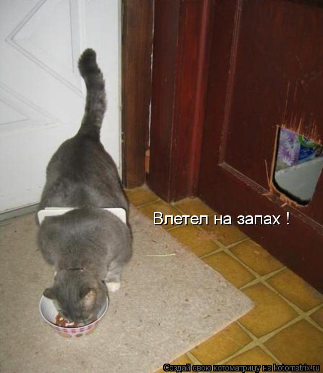 Влетел на запах !... Котоматрица: Влетел на запах !