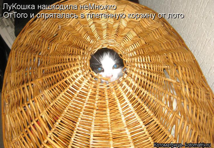 ЛуКошка нашкодила неМножко ОтТого и спряталась в плетенную корзину от лото... Котоматрица: ЛуКошка нашкодила неМножко ОтТого и спряталась в плетенную корзину от лото