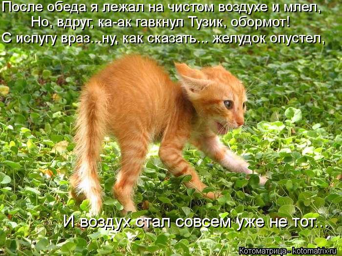 После обеда я лежал на чистом воздухе и млел, Но, вдруг, ка-ак гавкнул Тузик, обормот! С испугу враз.... Котоматрица: После обеда я лежал на чистом воздухе и млел, Но, вдруг, ка-ак гавкнул Тузик, обормот! С испугу враз...ну, как сказать... желудок опустел, И возду