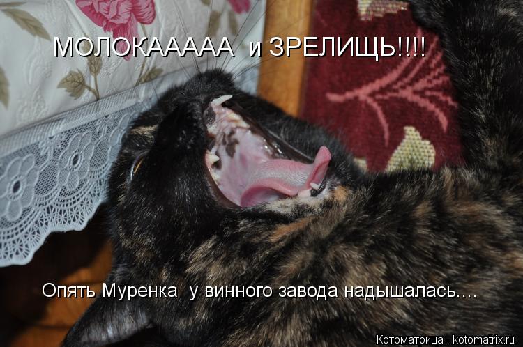 Опять Муренка у винного завода надышалась.... МОЛОКААААА и ЗРЕЛИЩЬ!!!!... Котоматрица: Опять Муренка у винного завода надышалась.... МОЛОКААААА и ЗРЕЛИЩЬ!!!!