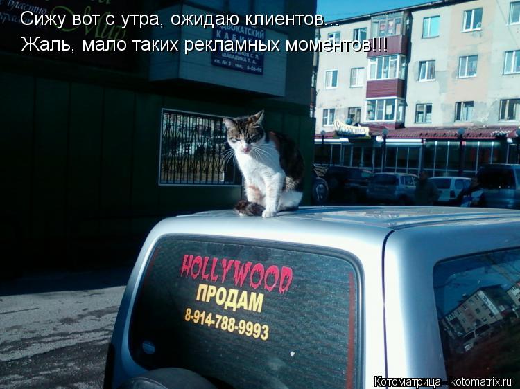 Сижу вот с утра, ожидаю клиентов... Жаль, мало таких рекламных моментов!!! Жаль, мало таких рекла... Котоматрица: Сижу вот с утра, ожидаю клиентов... Жаль, мало таких рекламных моментов!!! Жаль, мало таких рекламных моментов!!!