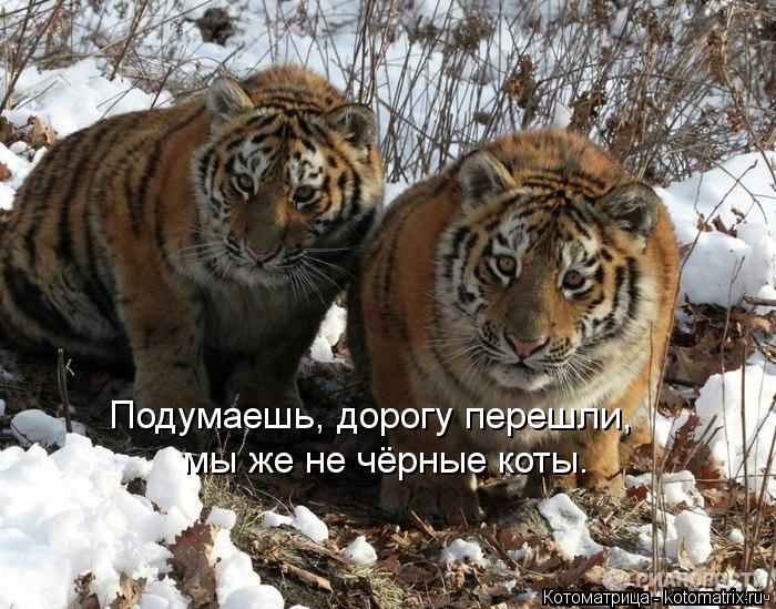 Подумаешь, дорогу перешли, мы же не чёрные коты.... Котоматрица: Подумаешь, дорогу перешли, мы же не чёрные коты.