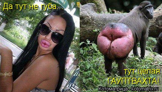 Да тут не губа... тут целая ГАУПТВАХТА!... Котоматрица: Да тут не губа... тут целая ГАУПТВАХТА!