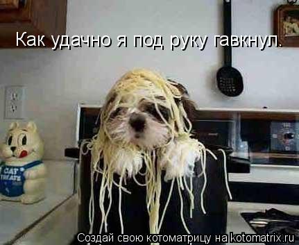 Как удачно я под руку гавкнул.... Котоматрица: Как удачно я под руку гавкнул.