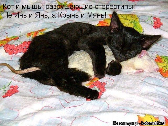 Кот и мышь, разрушающие стереотипы! Не Инь и Янь, а Крынь и Мянь!... Котоматрица: Кот и мышь, разрушающие стереотипы! Не Инь и Янь, а Крынь и Мянь!