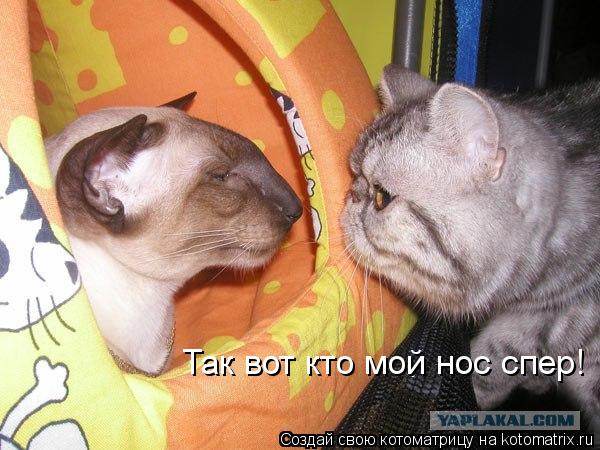 Так вот кто мой нос спер!... Котоматрица: Так вот кто мой нос спер!