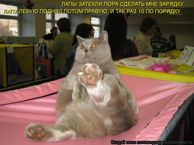 ЛАПЫ ЗАТЕКЛИ.ПОРА СДЕЛАТЬ МНЕ ЗАРЯДКУ. ЛАПУ ЛЕВУЮ ПОДНЯЛ,ПОТОМ ПРАВУЮ. И ТАК РАЗ 10 ПО ПОРЯДКУ.... Котоматрица: ЛАПЫ ЗАТЕКЛИ.ПОРА СДЕЛАТЬ МНЕ ЗАРЯДКУ. ЛАПУ ЛЕВУЮ ПОДНЯЛ,ПОТОМ ПРАВУЮ. И ТАК РАЗ 10 ПО ПОРЯДКУ.